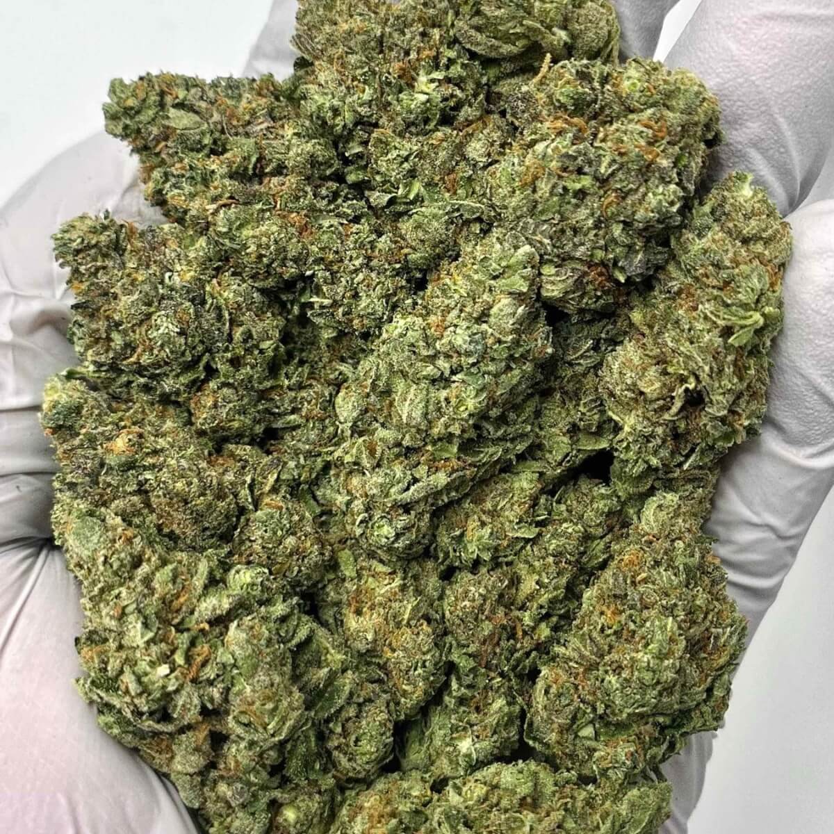 Green Unicorn Farms Blue Zushi THCa Flower 33.05% Hybrid