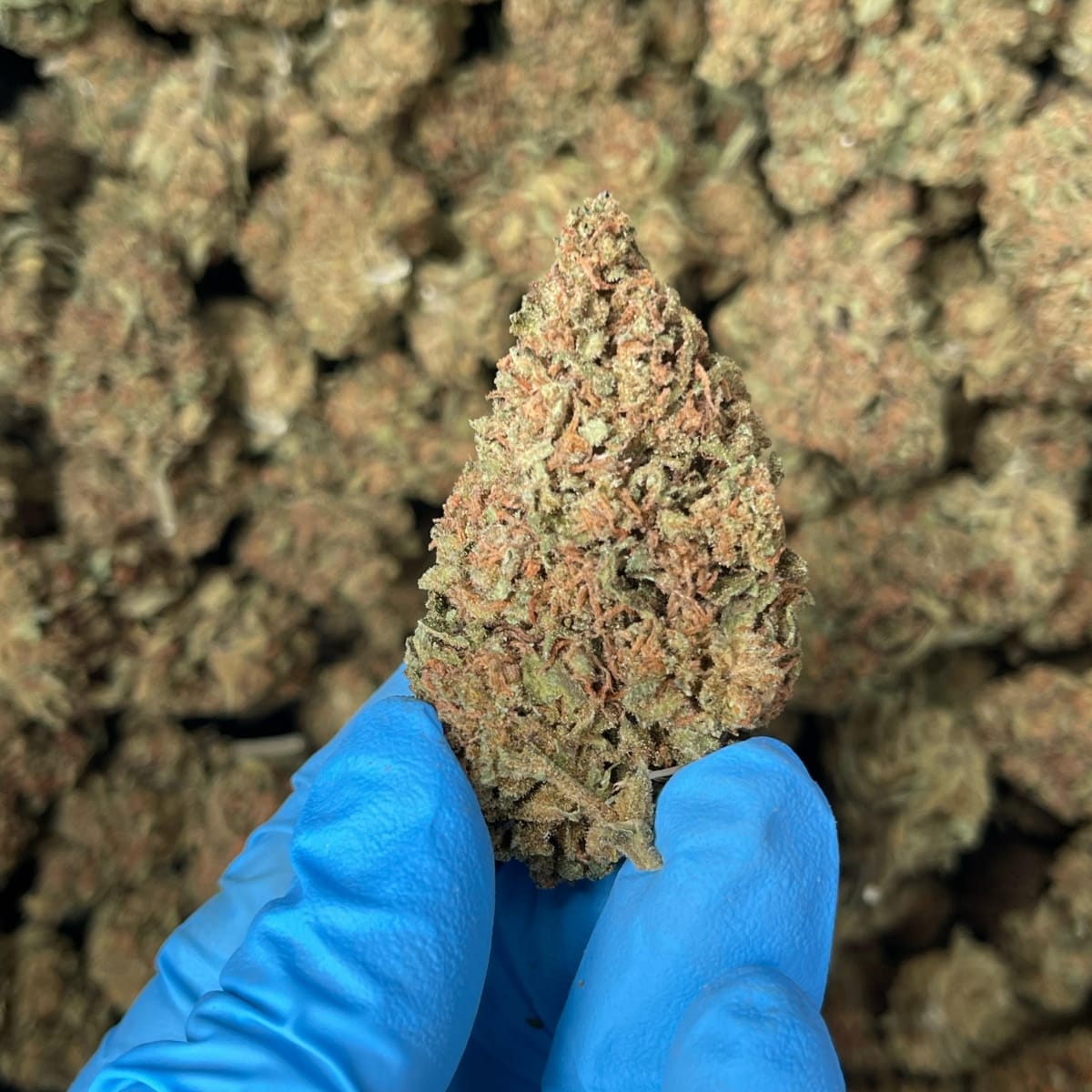 Green Unicorn Farms Garlic Breath CBD Hemp Flower - Image 2