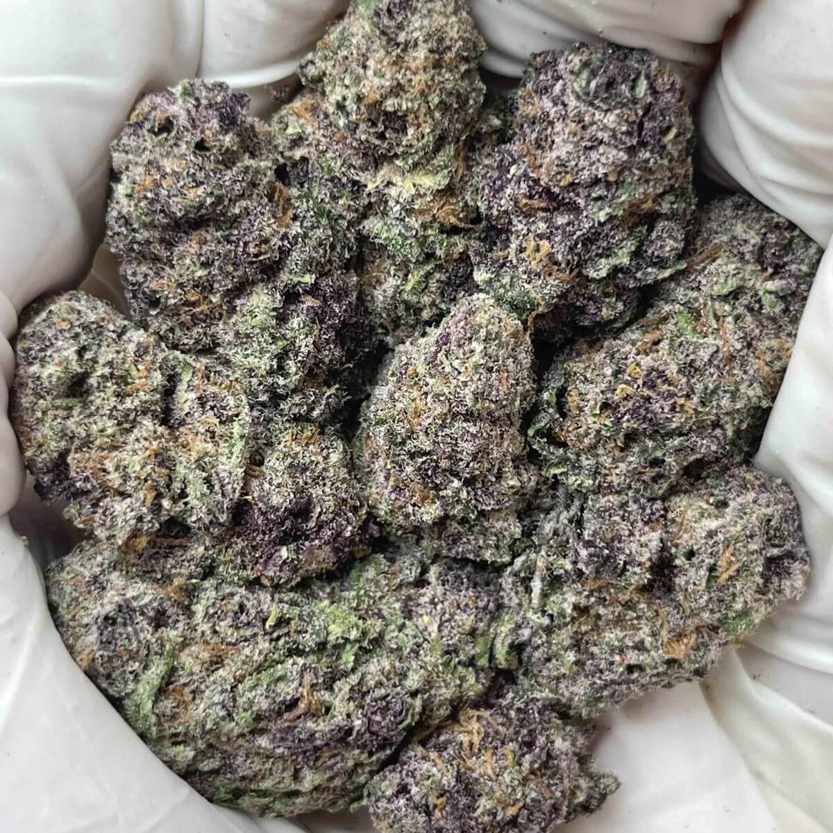 Green Unicorn Farms Lemon Cherry Gelato THCa Indoor Flower