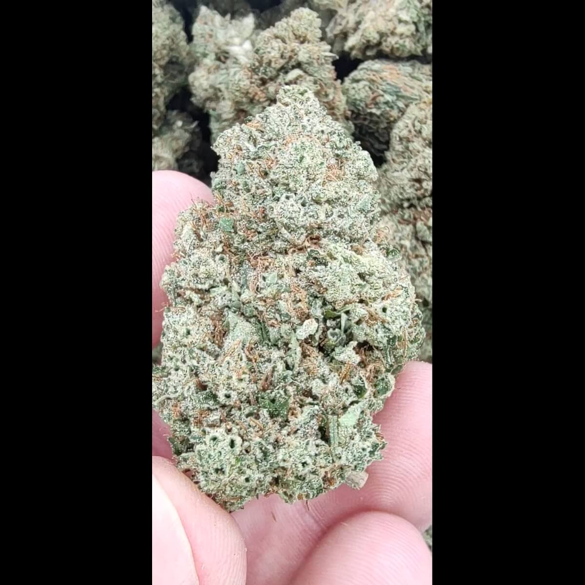 Green Unicorn Farms Lemon Octane CBD Hemp Flower - Image 2