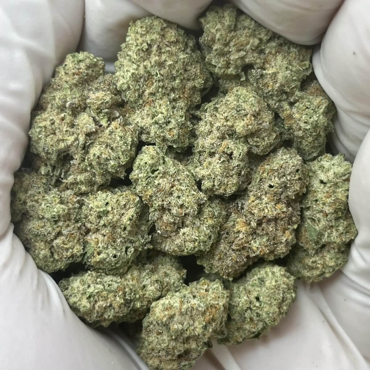 Oreo Breath THCa Flower Greenhouse Grown Indica Hybrid