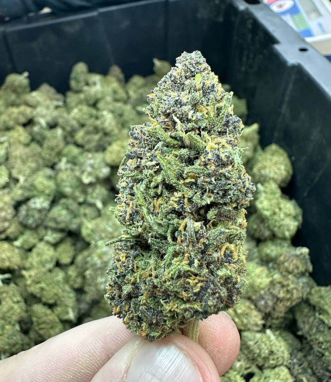 Green Unicorn Farms Bulk Hemp Flower CBD and THCa