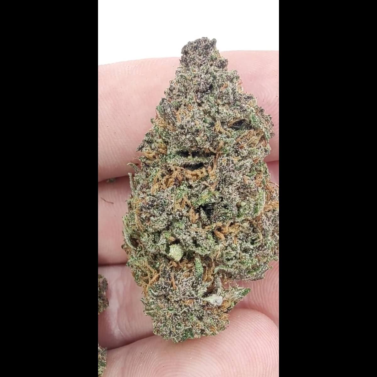Green Unicorn Farms Rainbow Sherbet CBD Flower Sativa - Image 2